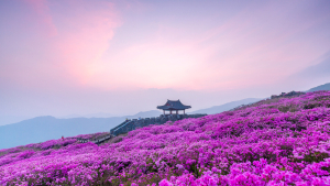 ‘산청, 꽃이 피나봄’ 산청 황매산 ‘진분홍 꽃대궐’