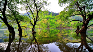 경북도, 산불 피해지역 회복형 관광 본격 추진…볼런투어·기부여행 시동