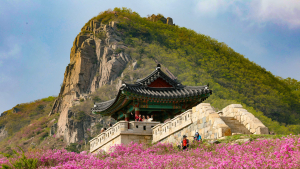 산청 황매산 철쭉 주말 절정…“구경 오세요”