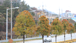 ‘완도호랑가시나무’ 새 완도군목으로 지정