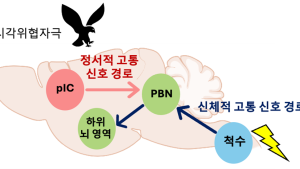 [쿠키과학] '정서적 고통, 신체적 고통' 공포감 처리하는 뇌 회로 달라