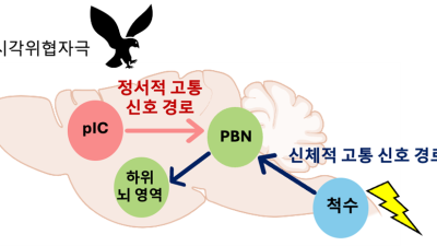 [쿠키과학] '정서적 고통, 신체적 고통' 공포감 처리하는 뇌 회로 달라