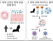 [쿠키과학] 팬대믹 대비, IBS '세계 최대 박쥐 오가노이드 실험모델' 구축