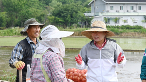 창녕군, 마늘·양파 수확철 맞아 인력 수급 총력 대응