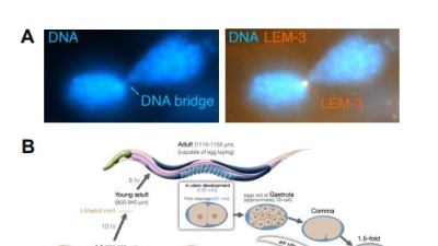 [쿠키과학] IBS-UNIST '세포분열 DNA 연결고리 절단 단백질' 규명